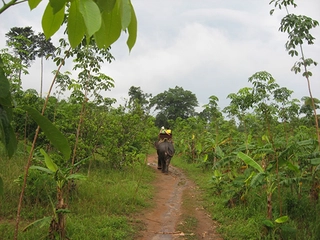 Muson İklimi Türleri ve Özellikleri